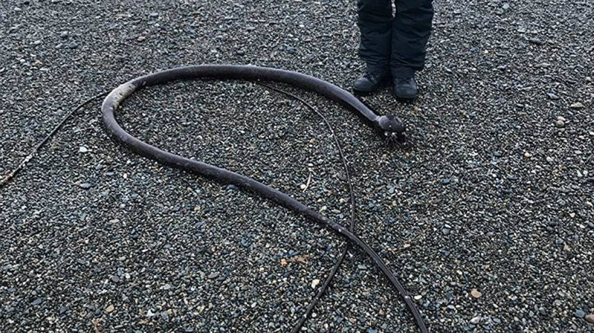 Μυστηριώδες θαλάσσιο φίδι 20 μέτρων στη Ρωσία